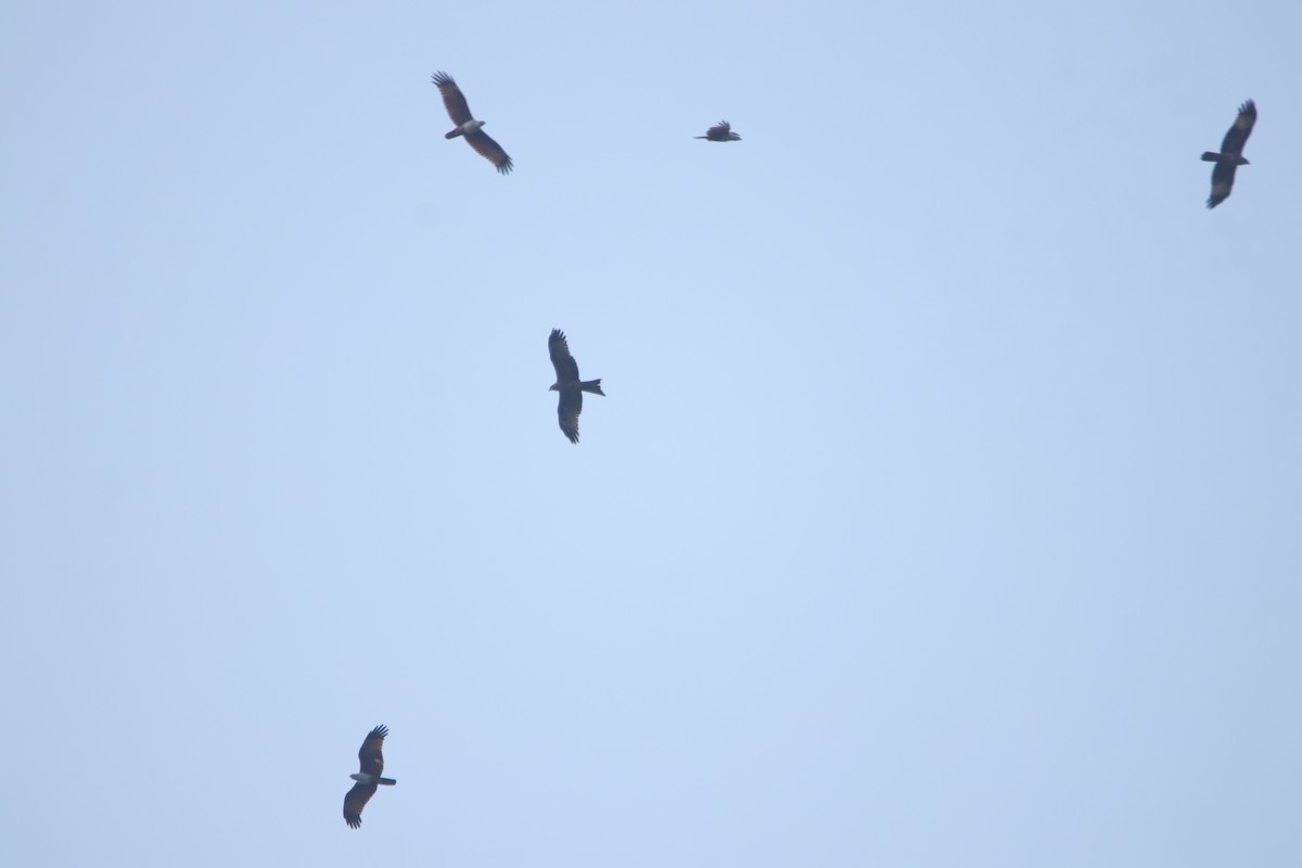 Brahminy Kite - ML288217491
