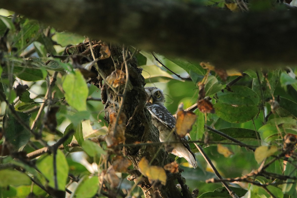 Spotted Owlet - ML288217541