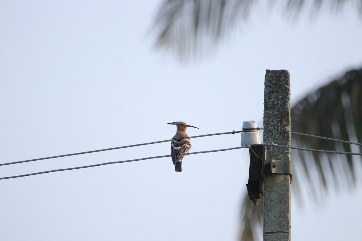 Common Hoopoe - ML288217671