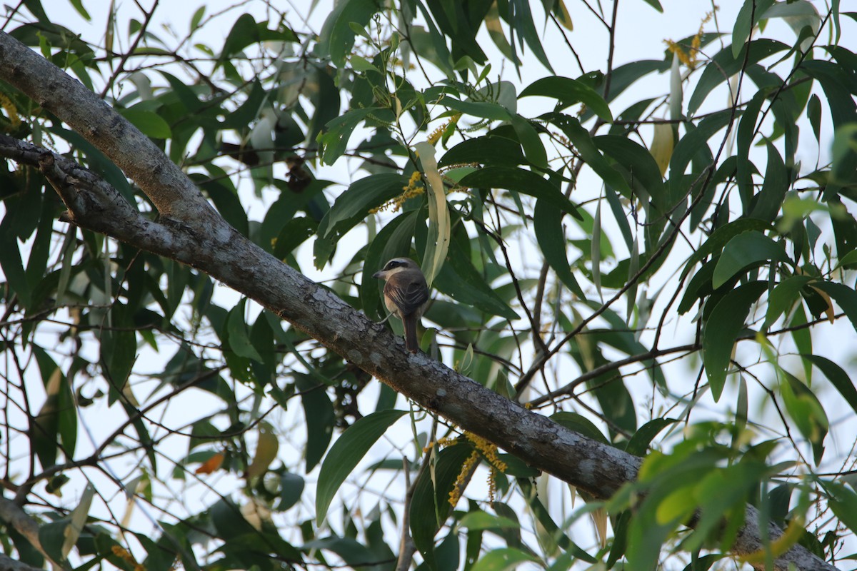 Brown Shrike - ML288217841