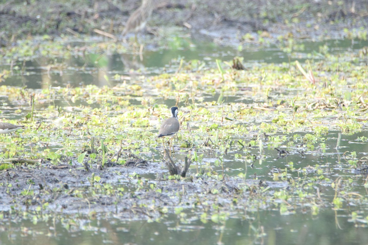 Red-wattled Lapwing - ML288217941
