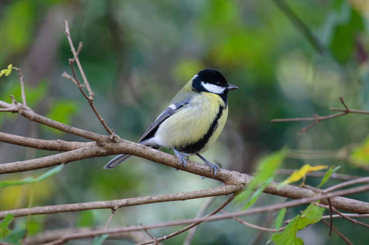 Great Tit - ML288219351