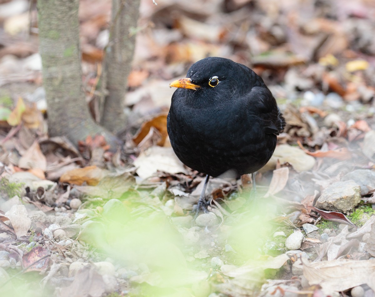 Eurasian Blackbird - Bob Bowhay