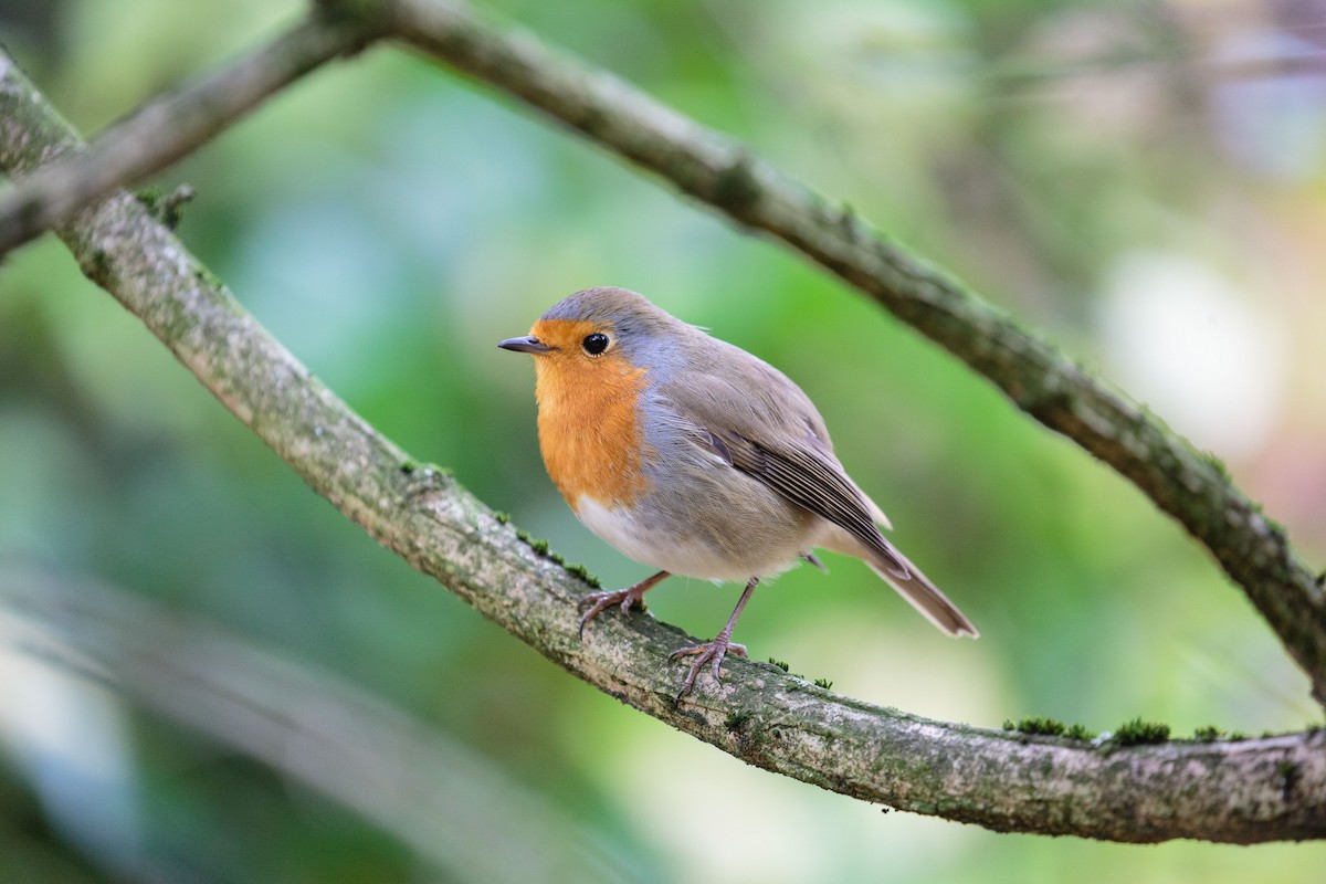 European Robin - Bob Bowhay