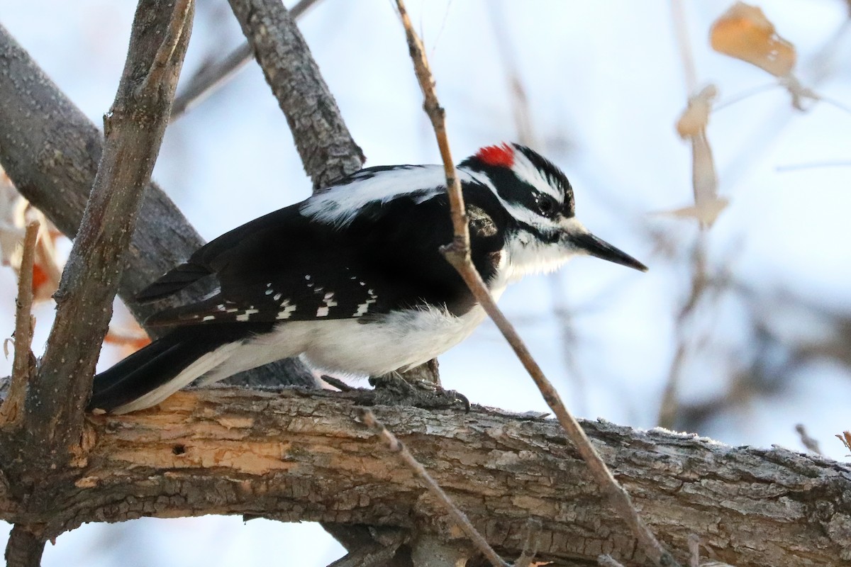 Hairy Woodpecker (Rocky Mts.) - ML288220191