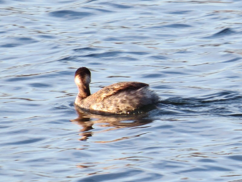 Eared Grebe - Aaron Steed