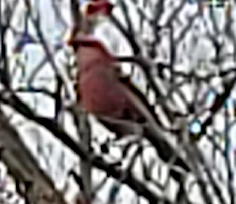 Pine Grosbeak - ML288223731