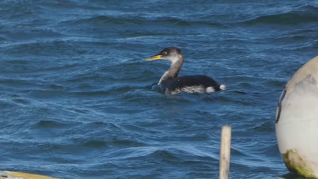 Red-necked Grebe - ML288224441