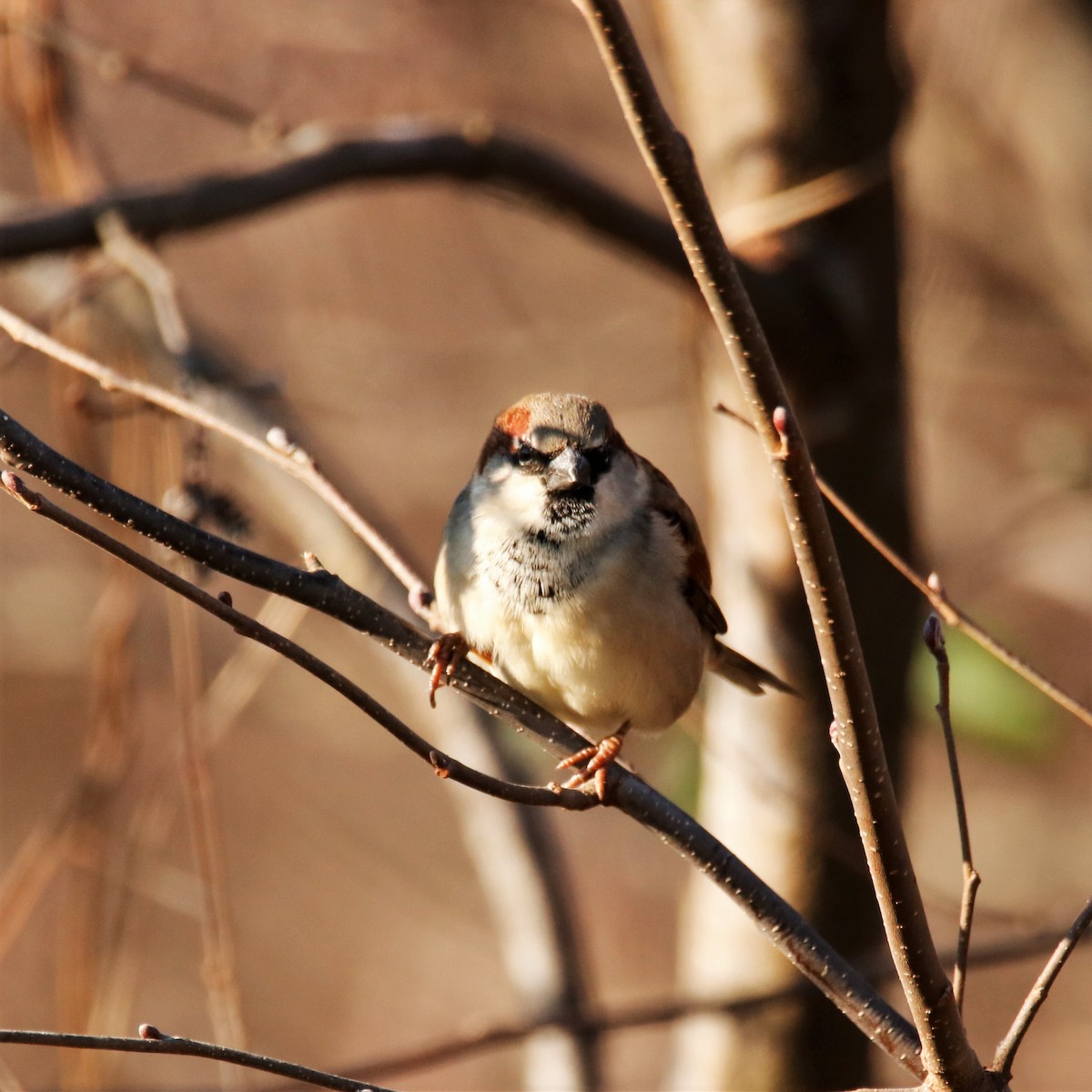 House Sparrow - ML288224581