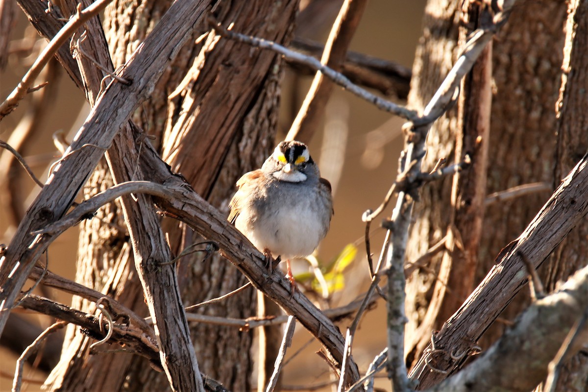 White-throated Sparrow - ML288224661