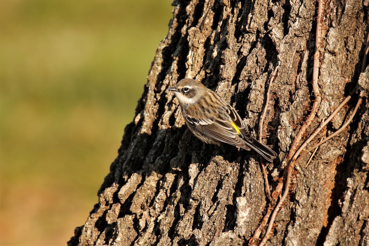 Yellow-rumped Warbler - ML288224831