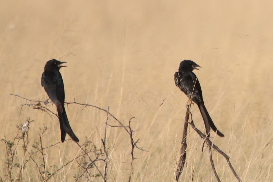 Black Drongo - ML288225001