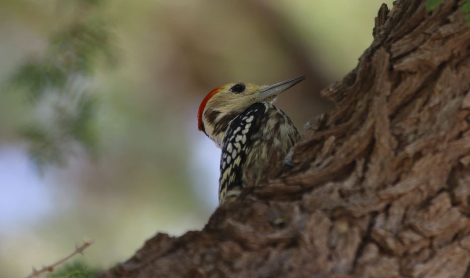 Yellow-crowned Woodpecker - ML288226611