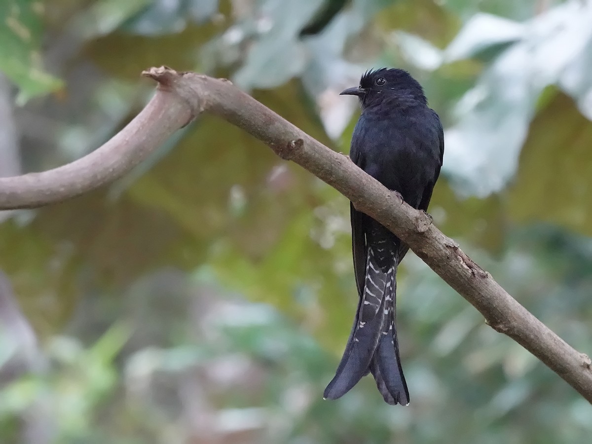 Fork-tailed Drongo-Cuckoo - ML288226641