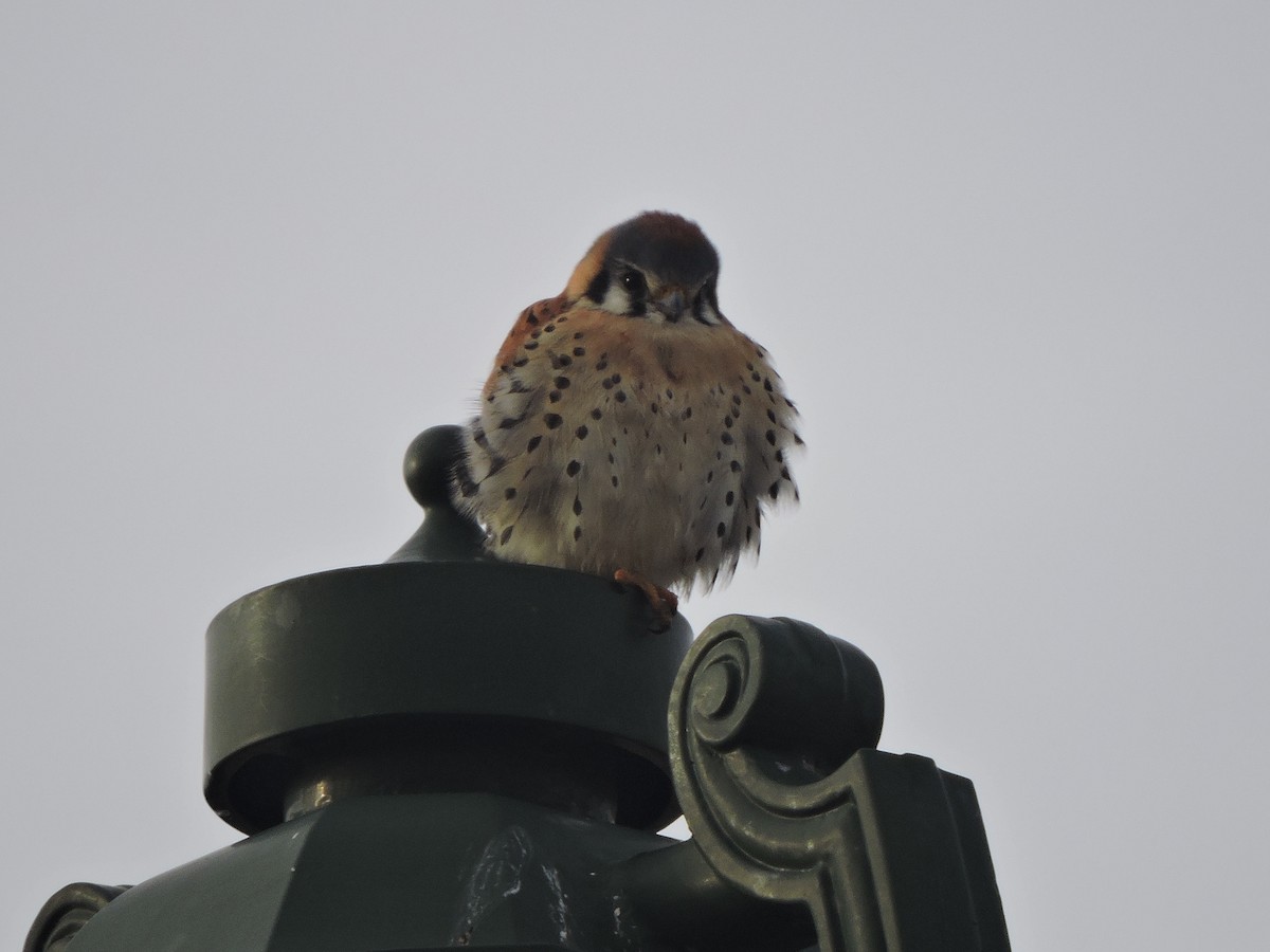 American Kestrel - ML288226971