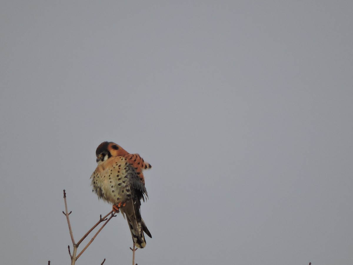 American Kestrel - ML288227091