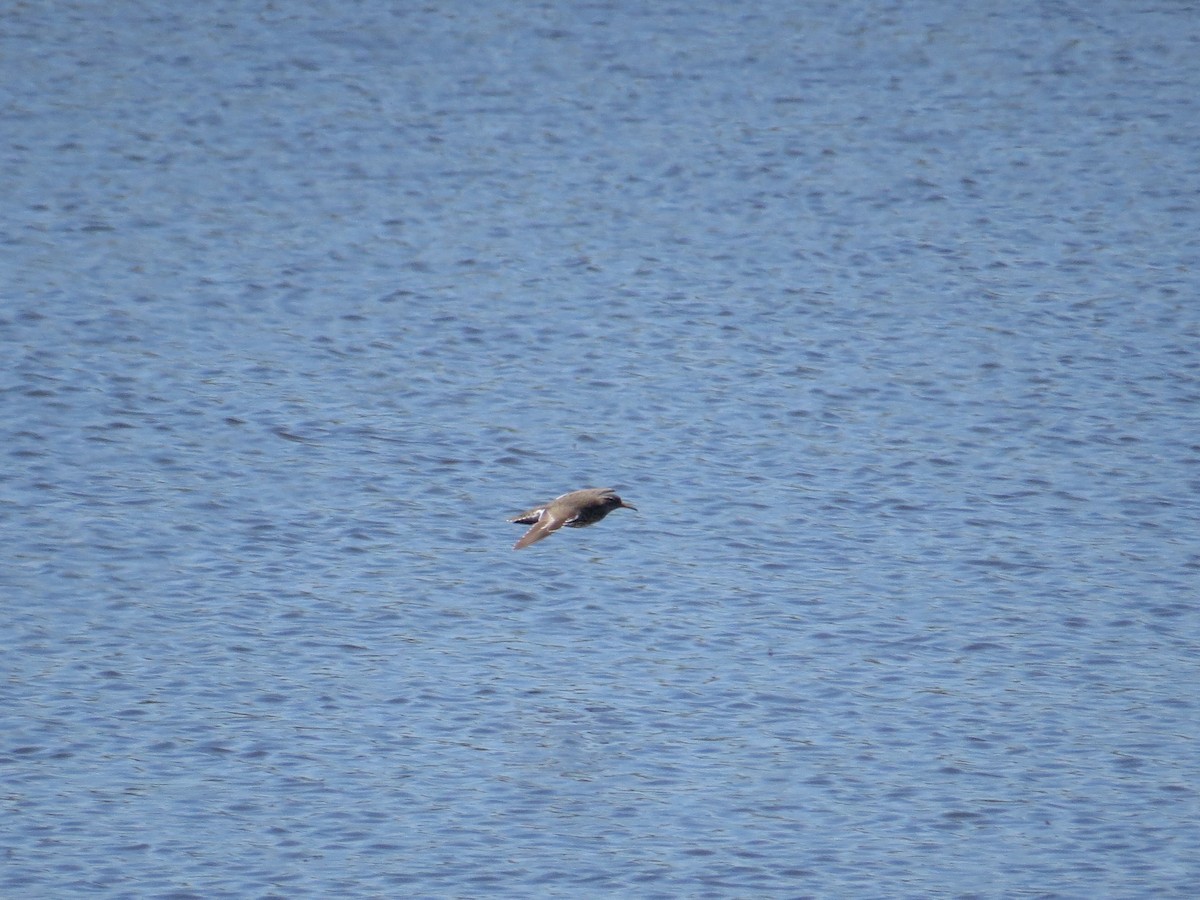 Spotted Sandpiper - Max McCarthy