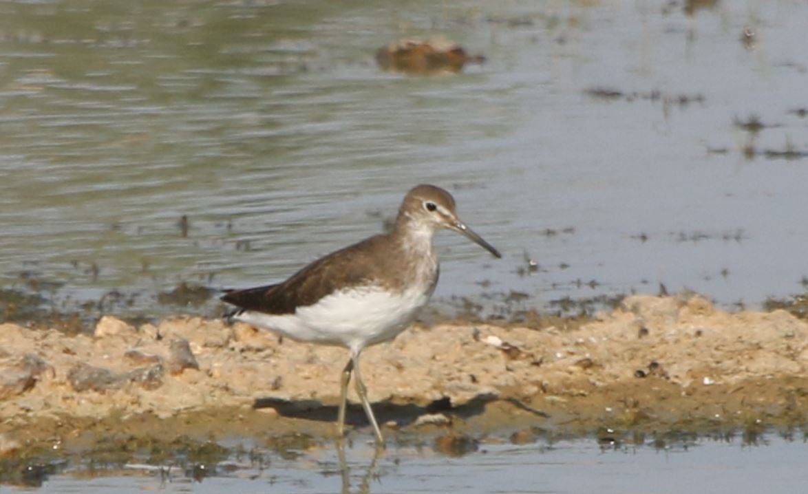 Green Sandpiper - ML288227471