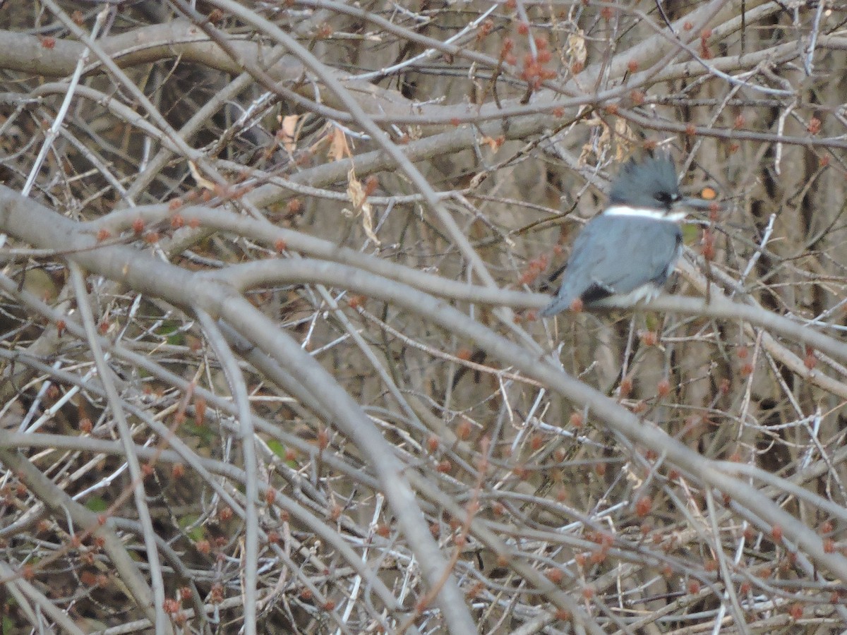 Belted Kingfisher - ML288227501