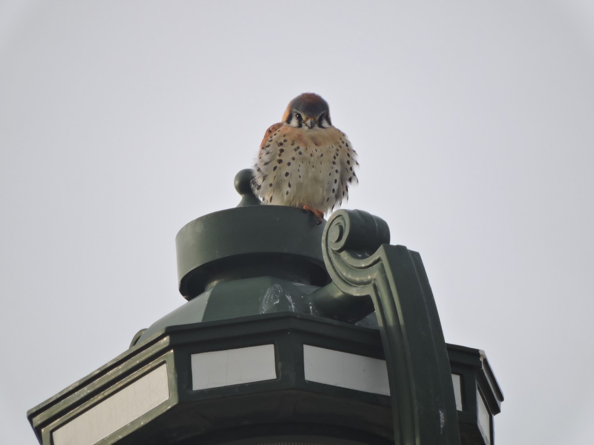 American Kestrel - ML288227511