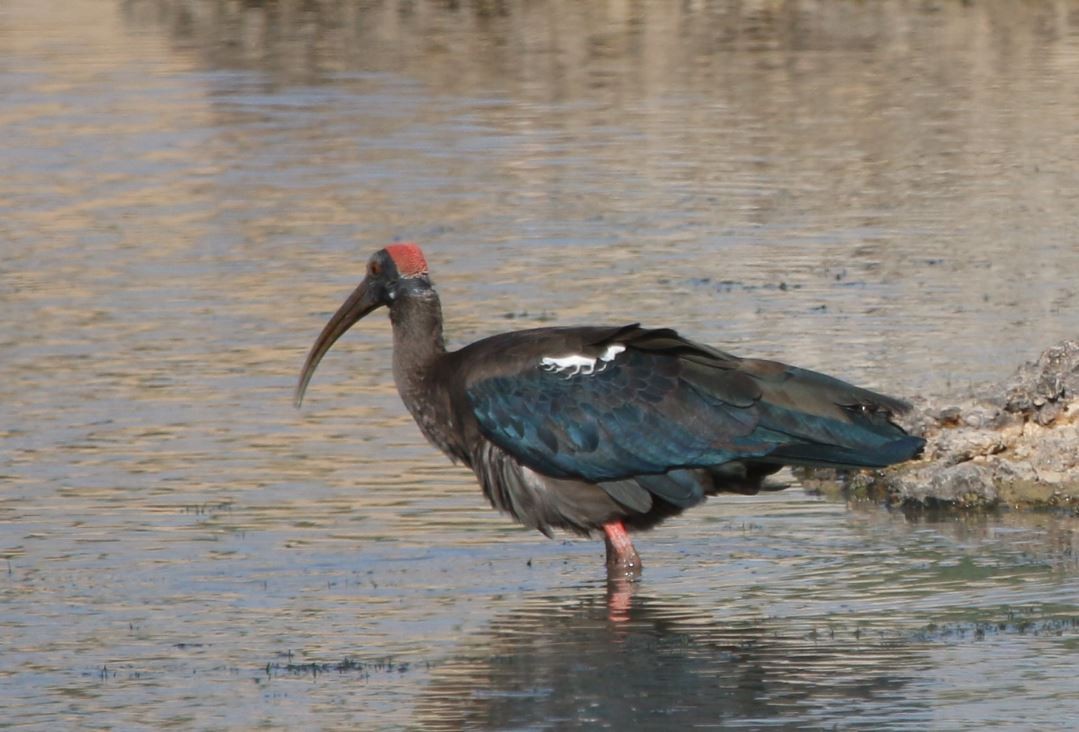 Red-naped Ibis - ML288227521