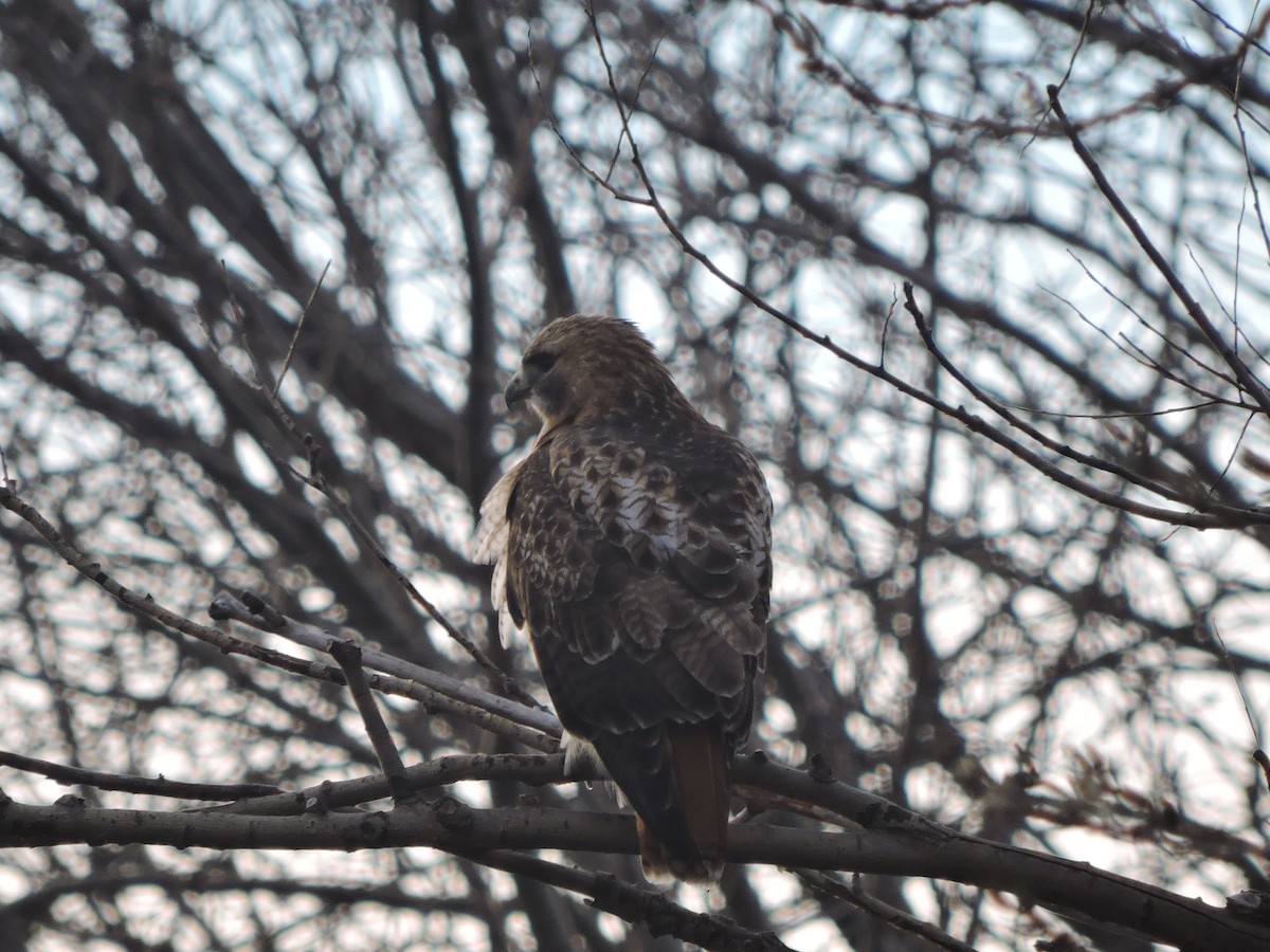 Red-tailed Hawk - ML288227531