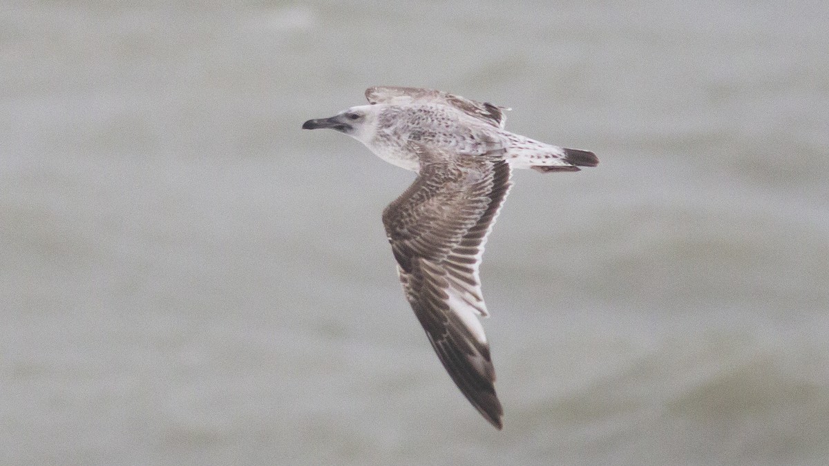 Larus sp. - ML288227841