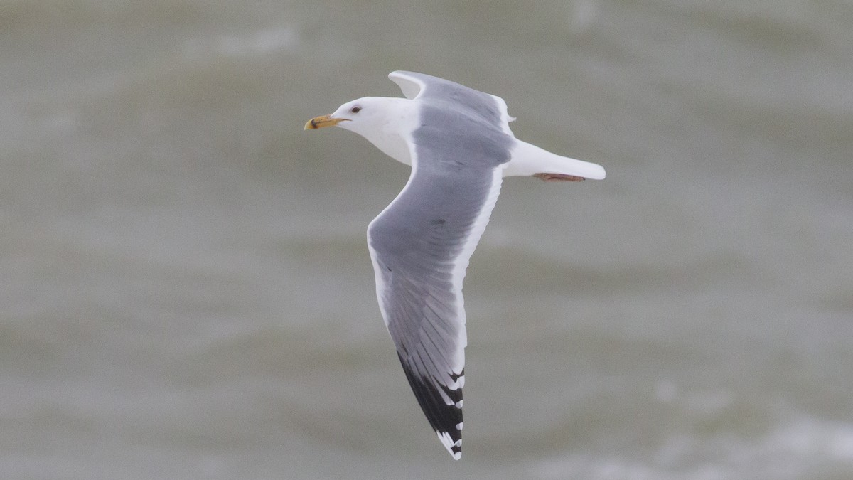 Larus sp. - ML288227871