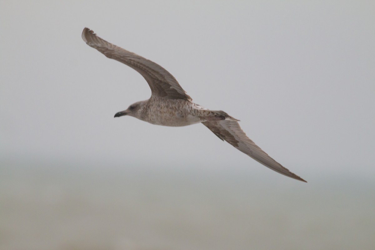 Larus sp. - ML288227921