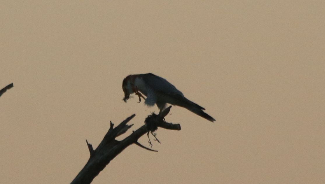 Red-necked Falcon - ML288229111