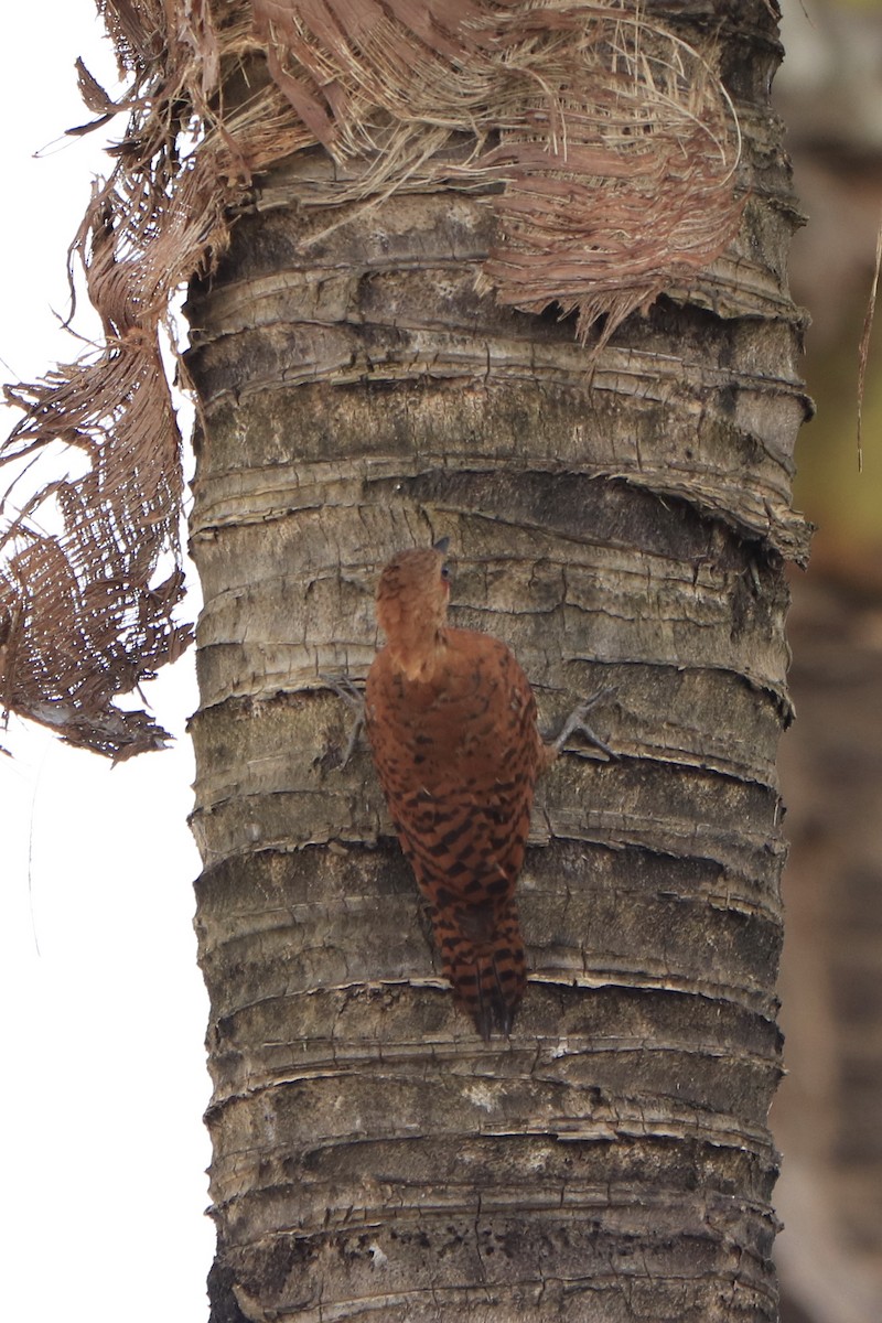 Rufous Woodpecker - ML288229211