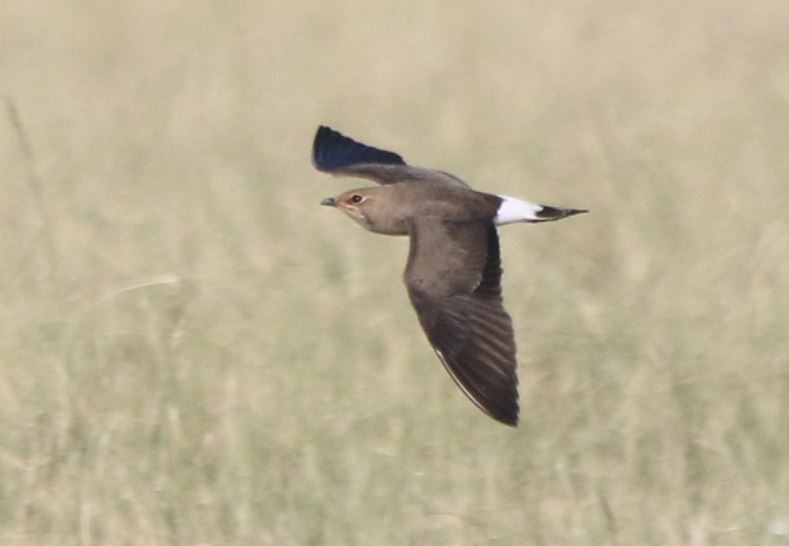 Oriental Pratincole - ML288229571