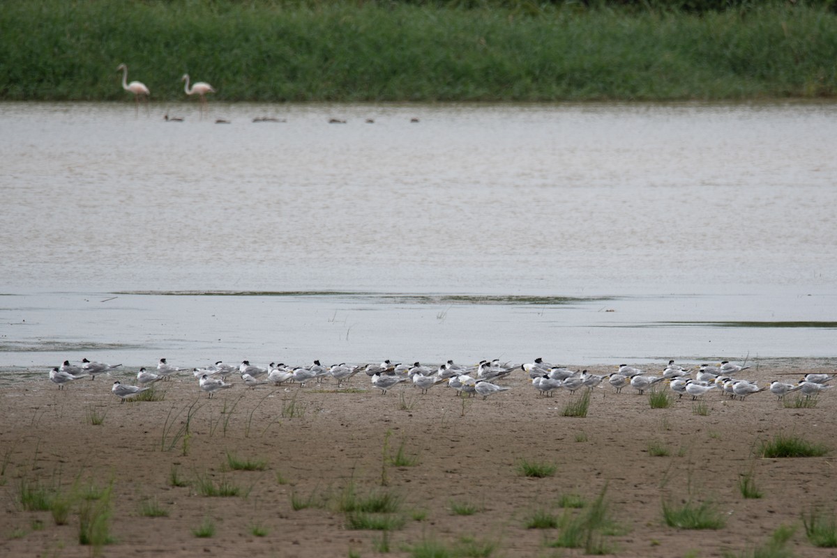 Great Crested Tern - ML288229861