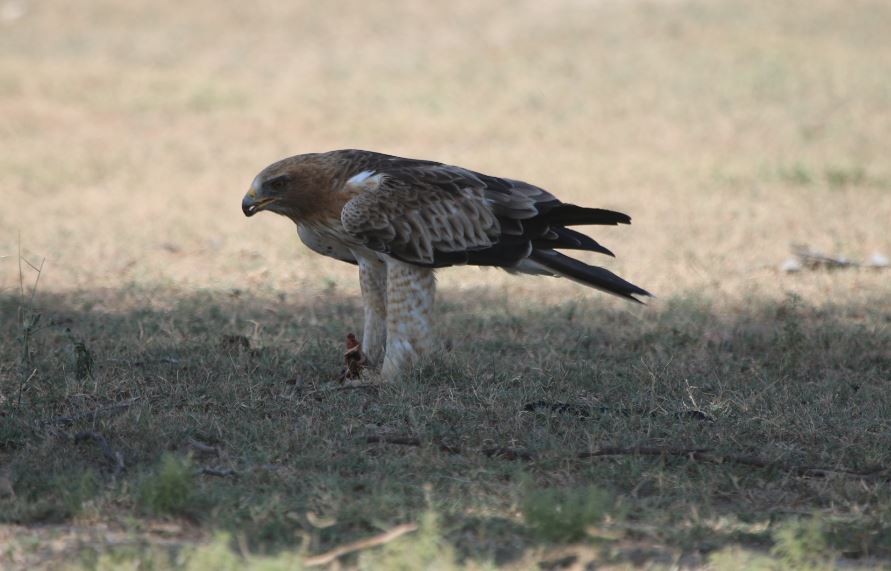 Booted Eagle - ML288229881