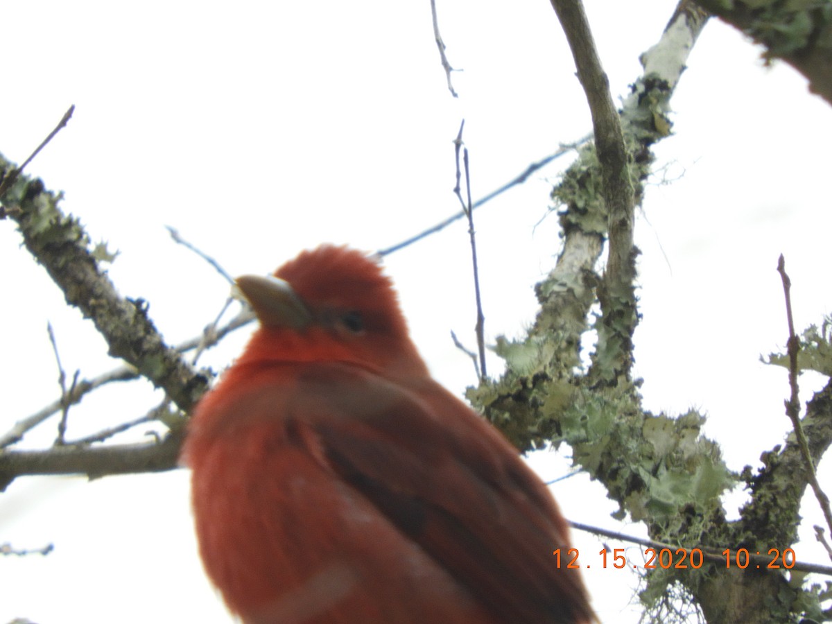 Summer Tanager - ML288230391