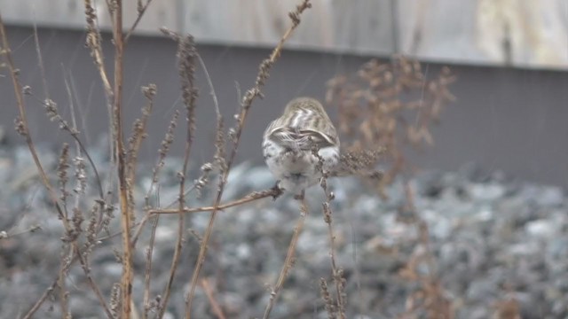 Hoary Redpoll - ML288231321