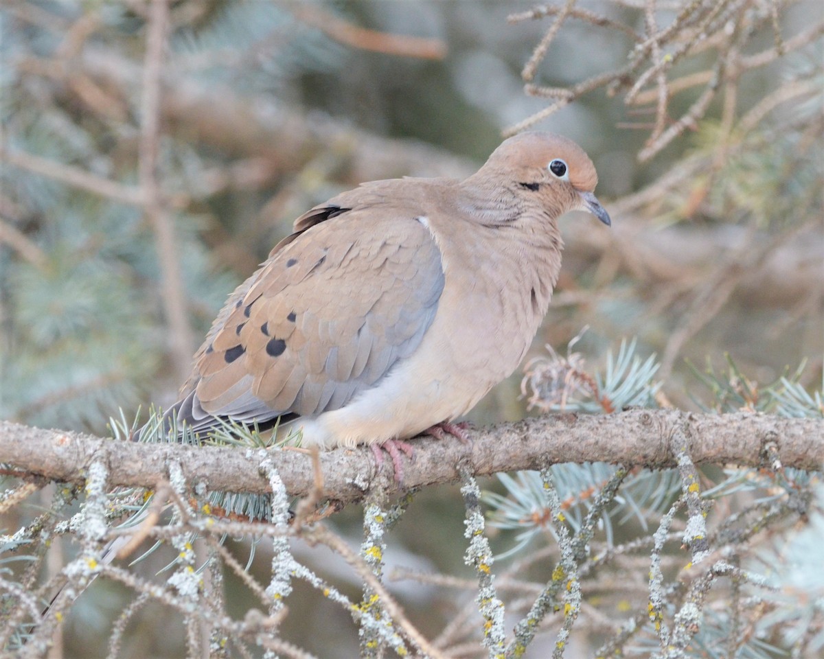Mourning Dove - Heather Pickard