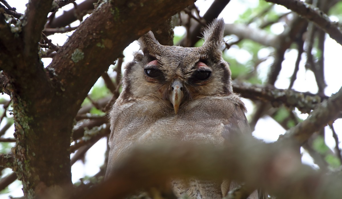 Verreaux's Eagle-Owl - Akis Gaitanakis