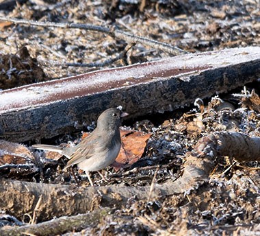 Junco Ojioscuro - ML288236361