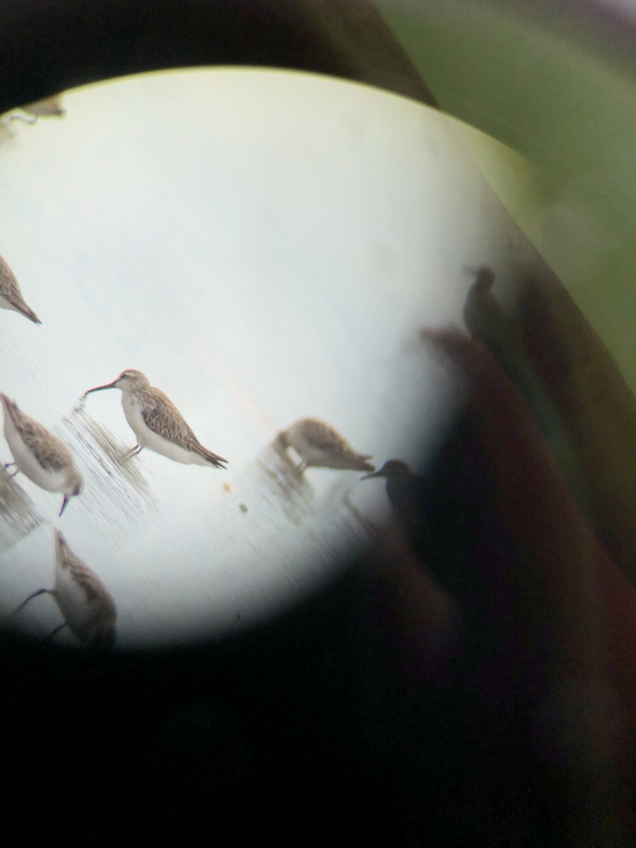 Broad-billed Sandpiper - ML288236651