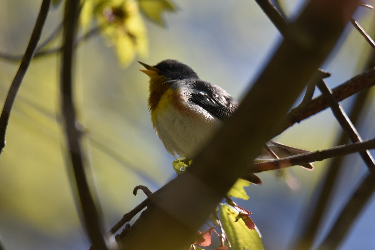 פרולה צפונית - ML288237011