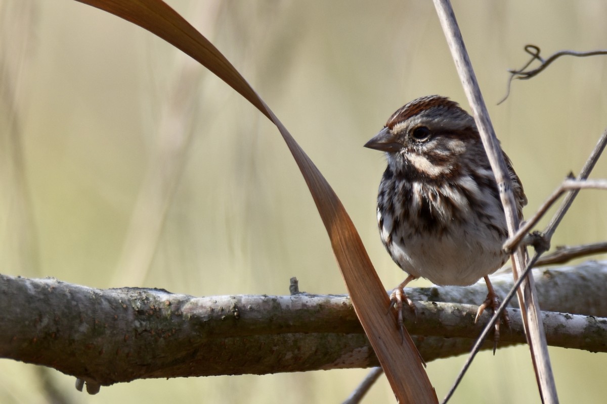 Song Sparrow - ML288238591