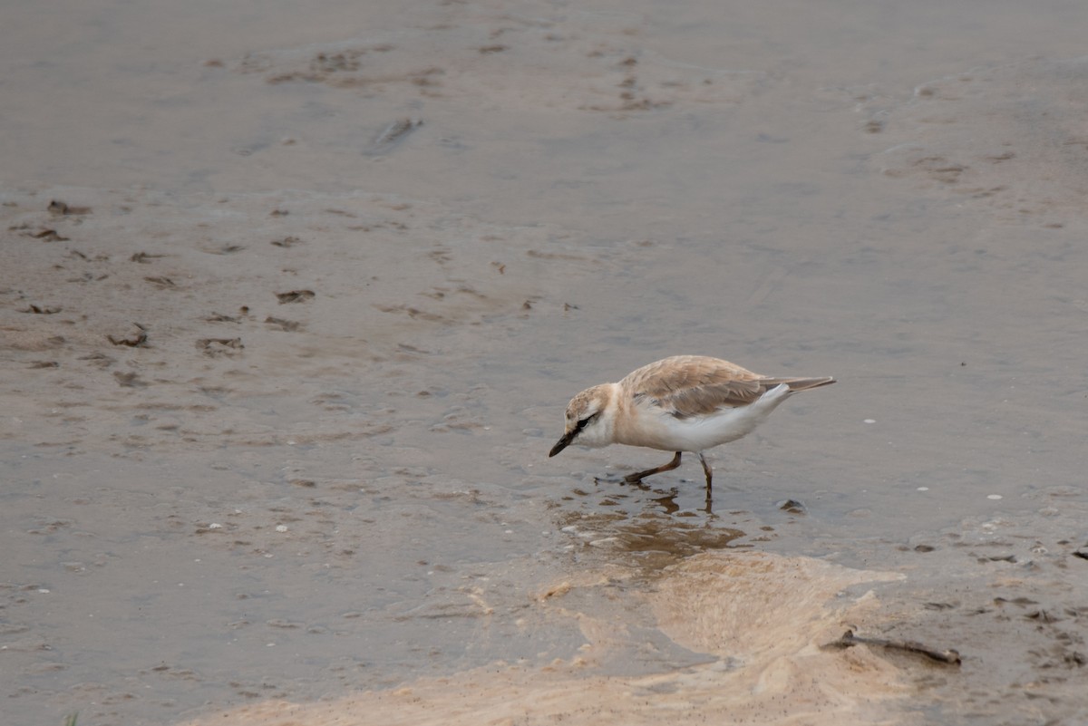 White-fronted Plover - ML288239121