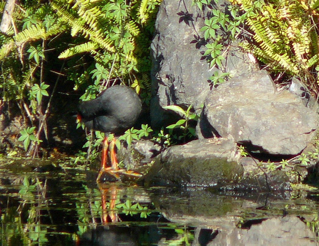 Dusky Moorhen - ML288239281