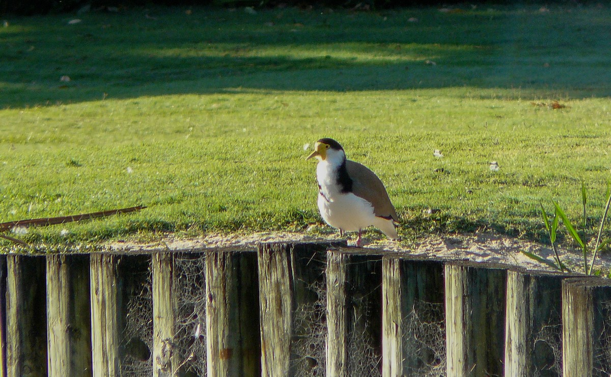 Masked Lapwing - ML288239331