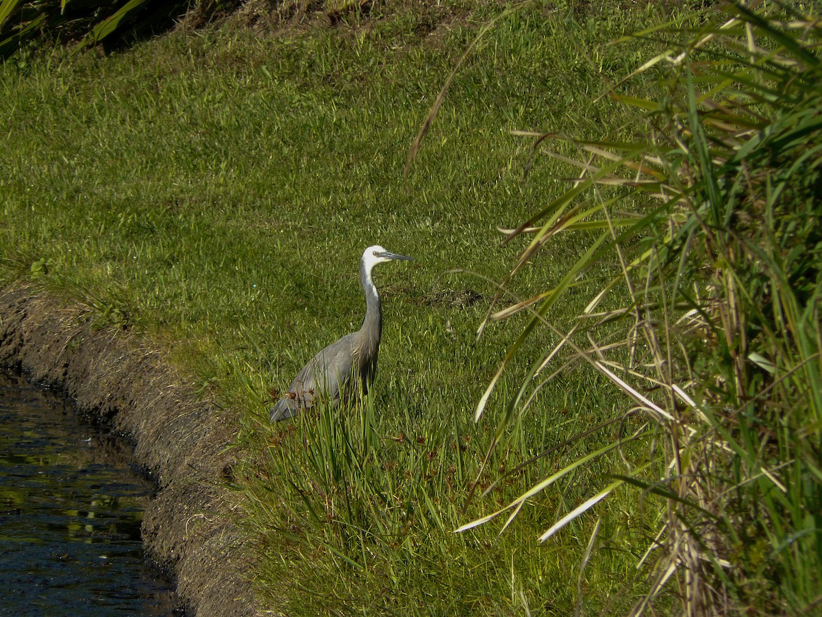 White-faced Heron - ML288239411