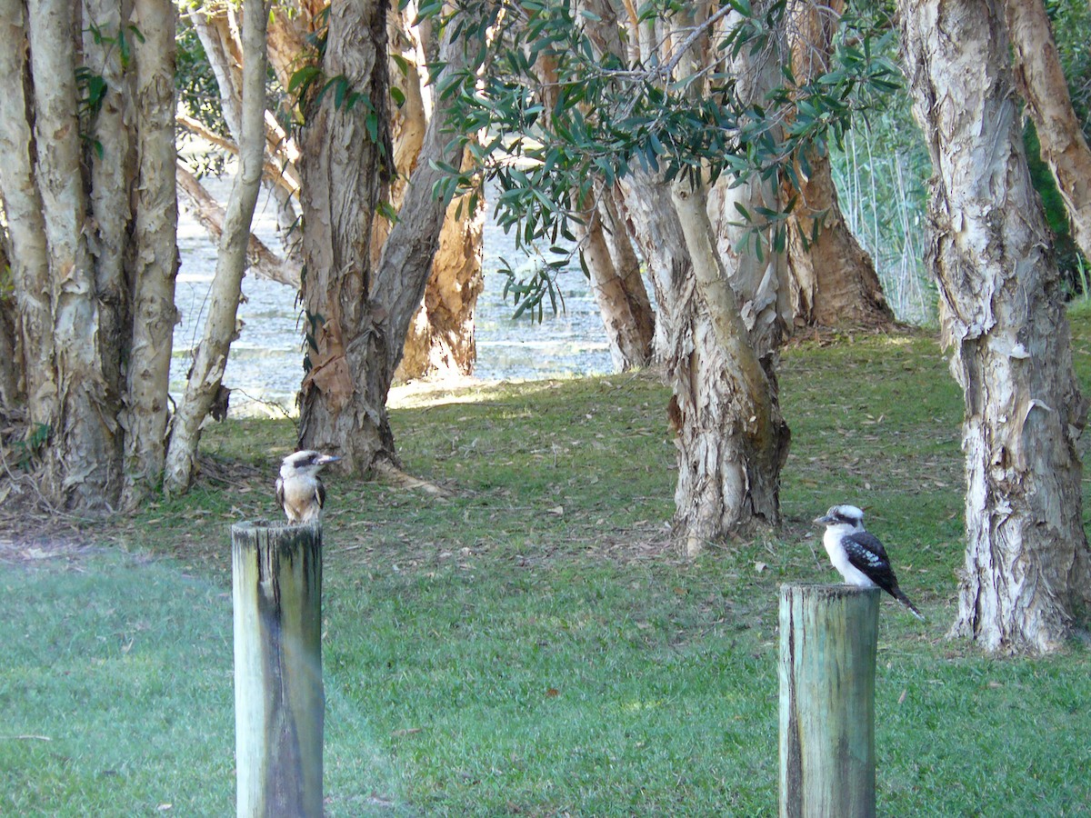 Laughing Kookaburra - ML288239431
