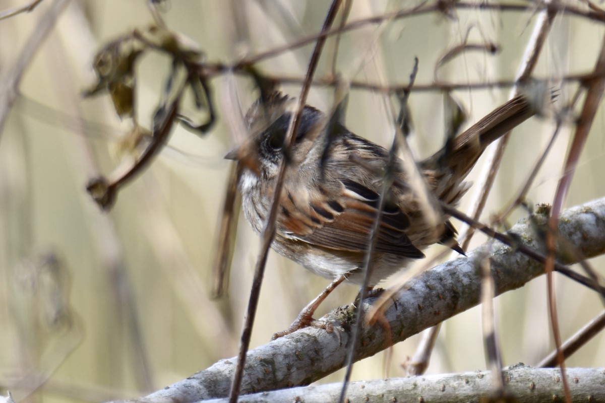 Swamp Sparrow - Tammy Brown