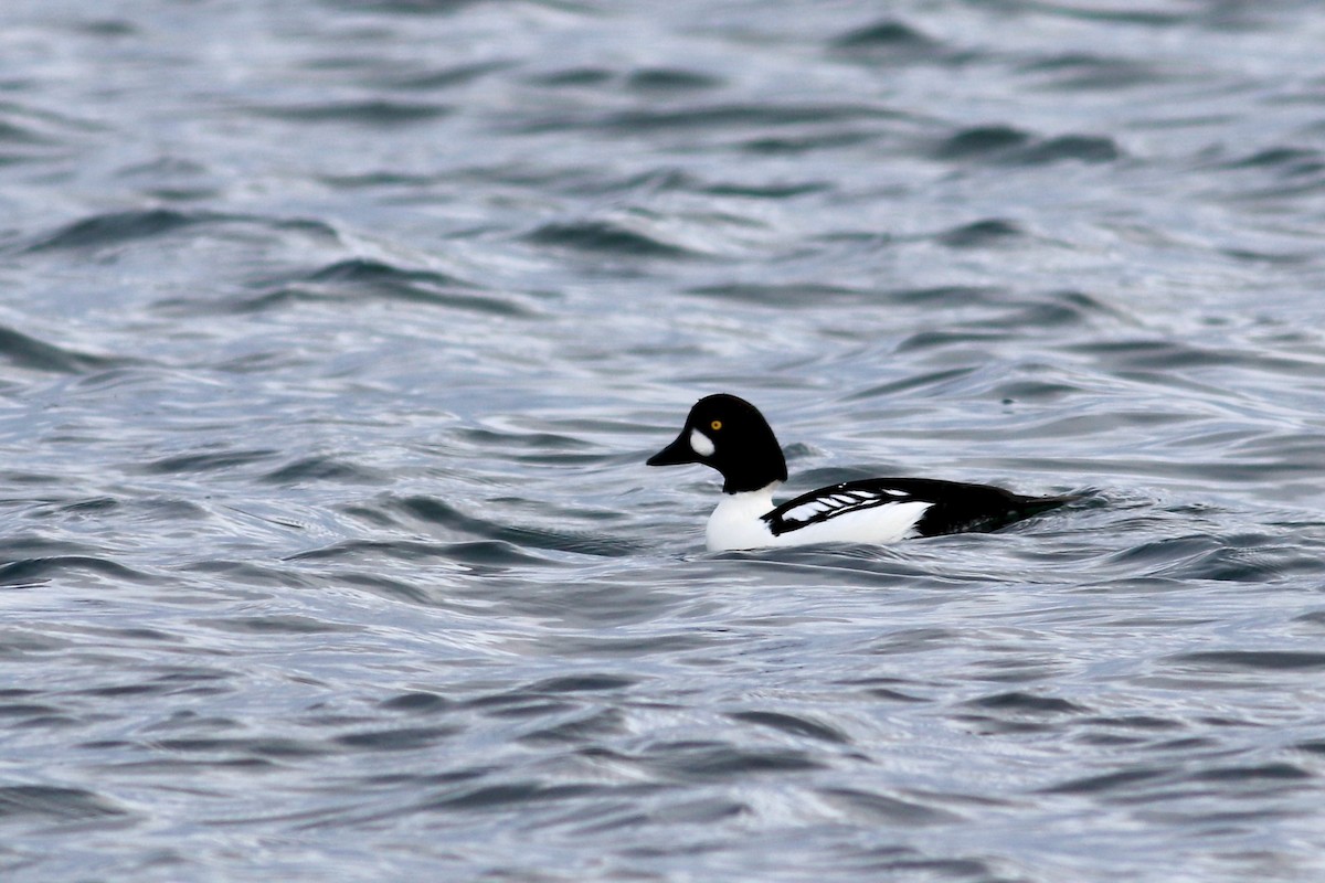 Common x Barrow's Goldeneye (hybrid) - George Forsyth