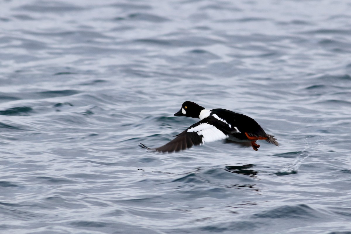 Common x Barrow's Goldeneye (hybrid) - George Forsyth